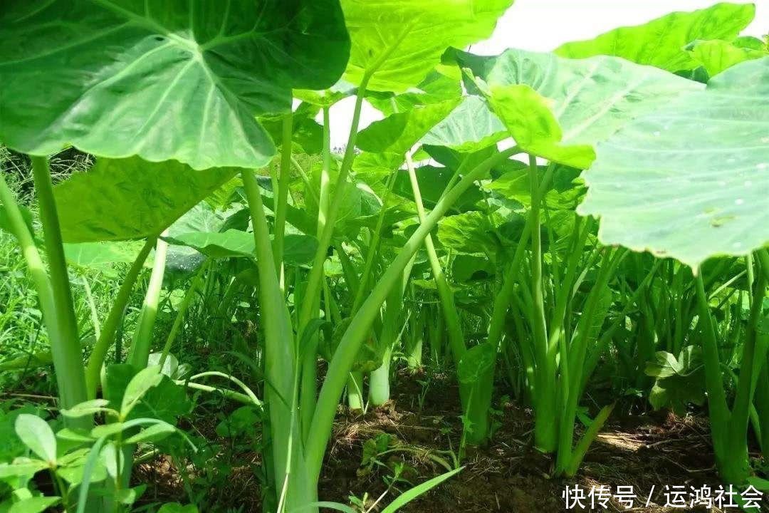 适应能力|这根杆子最不值钱,但很好吃,用胡椒粉腌鱼很好吃