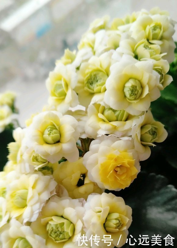 家庭养长寿花,学会“配土”,满足3个“要求”,开花持续不断