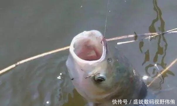 夏季如何垂钓白鲢鱼?掌握这几个要素,让你鱼获满满
