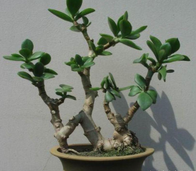 6种常见的“漂亮花”,好养少浇水,养成盆景“身价”翻倍