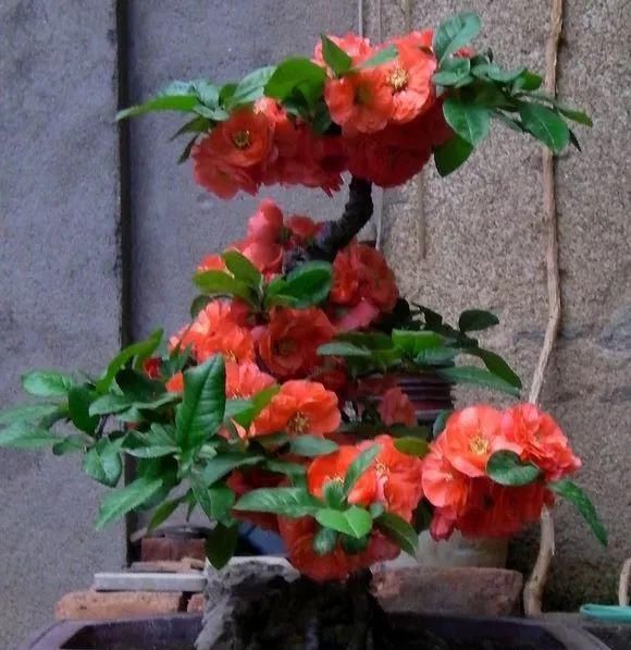 深受古人喜爱的10种花草，每种都历史悠久