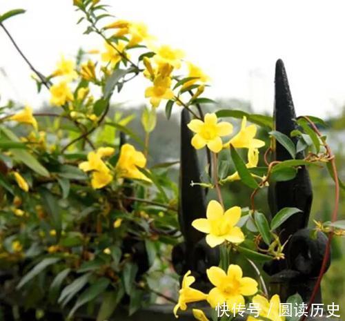 有些“网红花”,都带“毒性”,瞪大眼睛看清楚,别瞎买