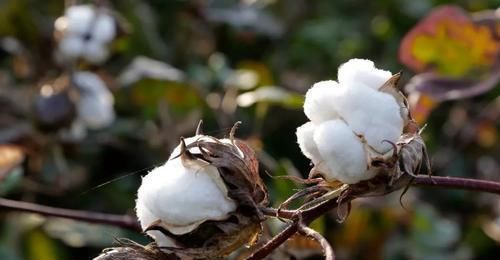 在此之前|棉花在明代才开始普及，那么在此之前，古人该如何度过严冬？