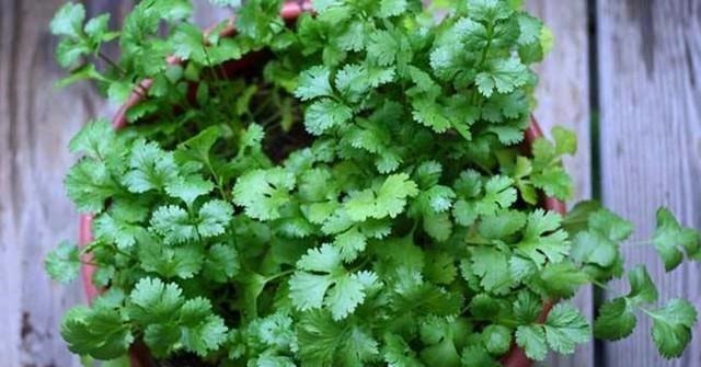 阳台上种上一盆这些蔬菜,不用买菜还能当花赏,快来种一盆