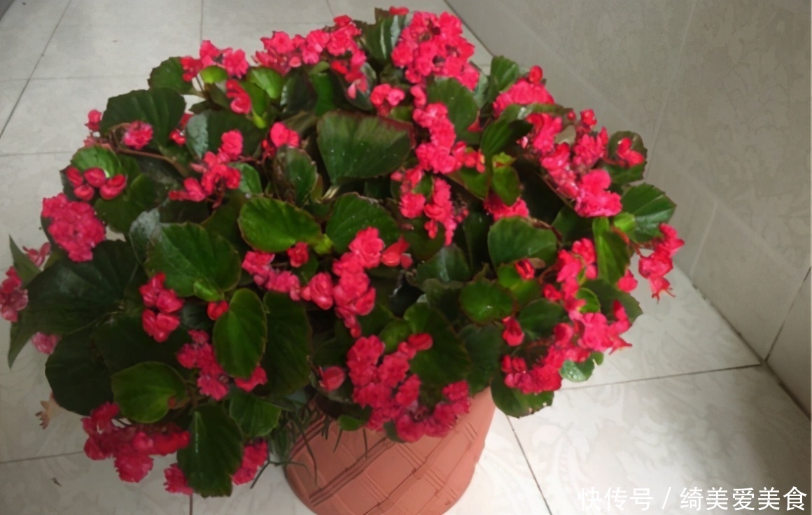 茶叶|生活中哪些材料富含钾元素,该怎么处理拿来养花?