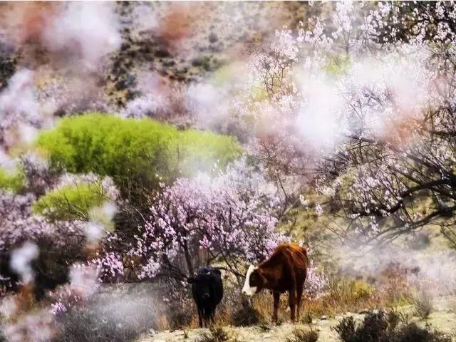 有生之年|有生之年一定要尝试的12个旅行体验，完成一半以上才算真会玩！