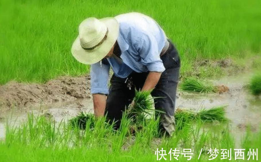 国家级文学奖@老农模仿《咏鹅》写下《咏鸡》,全诗仅18个字,却获国家级文学奖