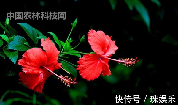 养护|高颜值的扶桑花，这样养护花朵更艳，花期更长久