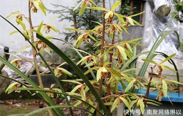 柳树枝|养兰花,给它喷点“生根水”,大白根直冒,长得肥肥壮壮!