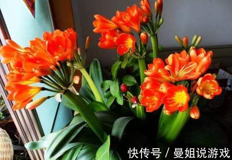 贵州大妈养君子兰,经常做这5件事,年年花开爆盆,吉祥好兆头
