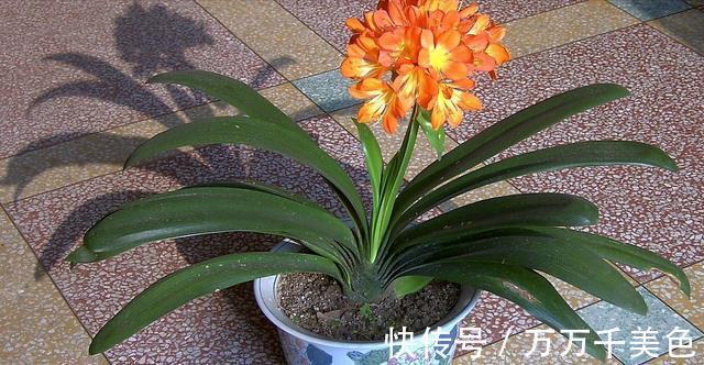 花卉|入秋后，这些花要早点进行翻盆换土的工作，才能叶绿根壮长势旺