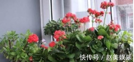 想要长寿花“二次开花”,只需一碗“催花水”,30天就“爆盆”