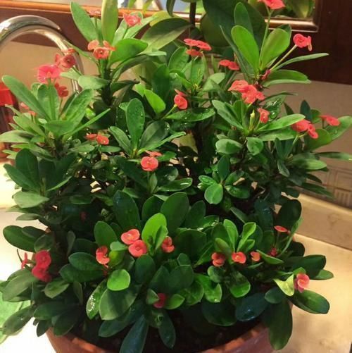 5种漂亮花，阳台养一盆，四季有花赏，新手也会养！