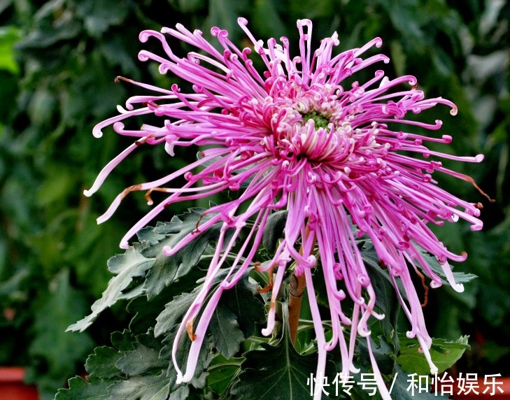 花友们|喜欢菊花，不如养盆“菊中珍品”岸之赤星，似赤夜繁星，娇艳欲滴