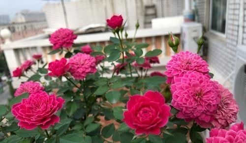 家家都有的1种水,用来浇花,连施肥都省了,养啥旺啥