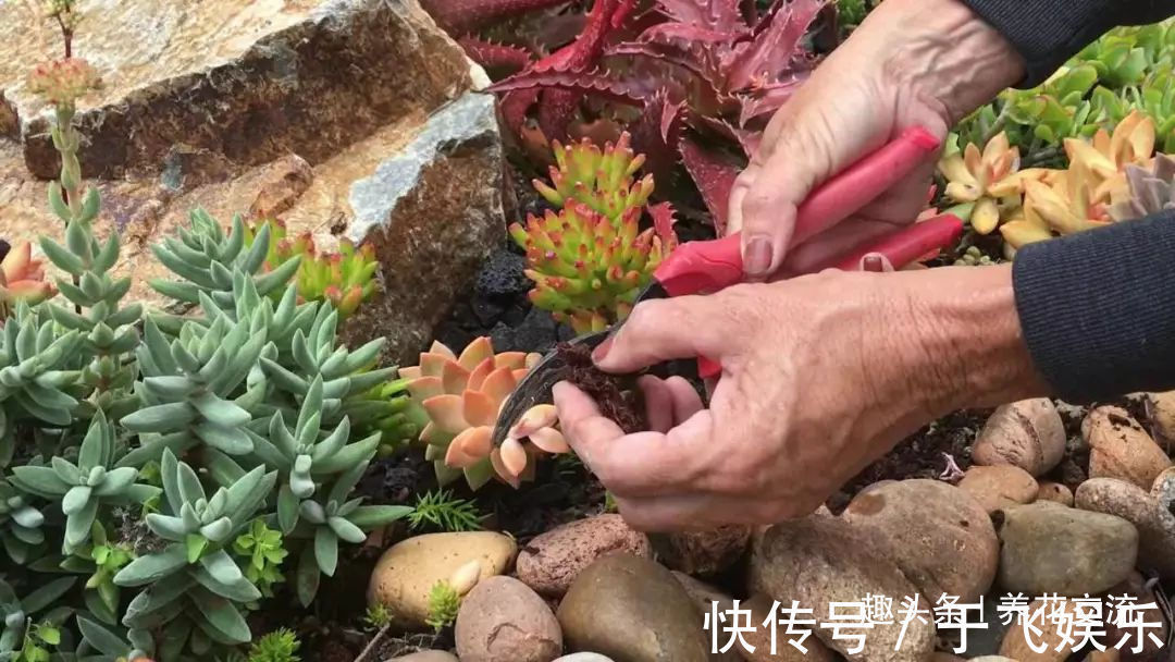 枝条|盆栽多肉植物不小心长变形了，适当修剪后就能恢复好看的形态