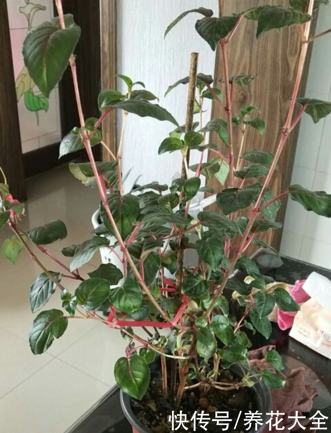 天竺葵|7种花养老桩不好，多扦插、养嫩苗，才能年年开花
