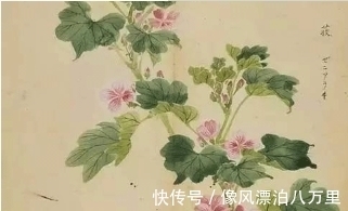 颜如舜华|图集：认识诗经里的植物大全