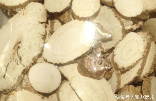 健康|黄芪和它是“好搭档”,坚持泡水喝,补足气血,面色红润抗衰老