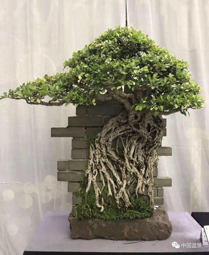 赏玩盆景，一定要是有德之人