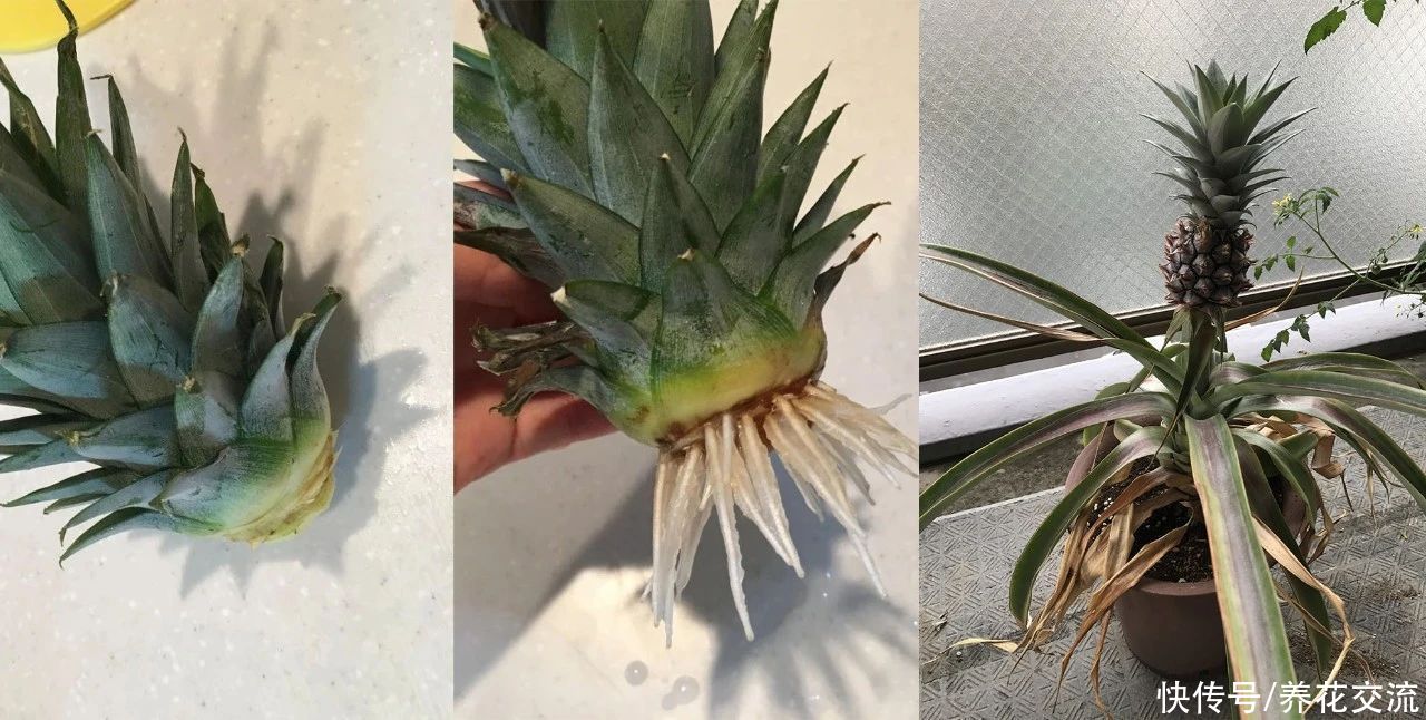 吃剩下的菠萝头别丢，水培生根后转土培，2年后可开花结果