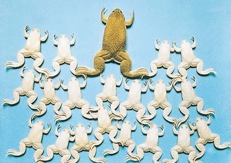 它们罕见而美丽，有的甚至需要涂防晒霜来防晒伤