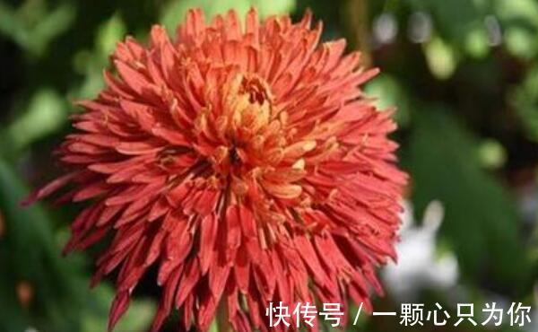 养花试试这几款，想要开花鲜艳有光彩，可以定期追肥