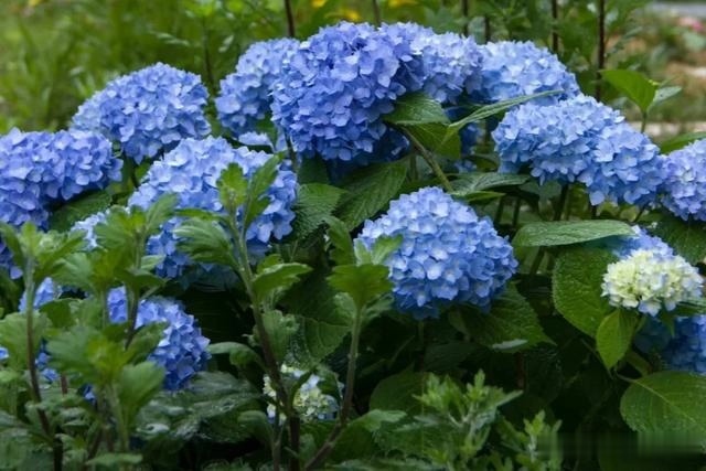 圆滚滚的绣球,瀑布般的花墙,这届花友也太会种花了吧