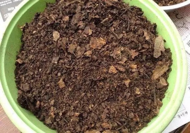 虎尾兰|虎皮兰长得慢,只要做到1点,窜芽20个,叶片蹭蹭长,又多又茂盛