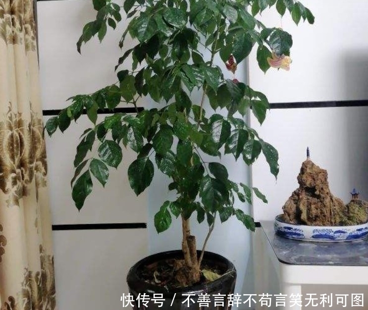 腐叶土|谁说家中只能养花,其实还能养“树”,颜色清爽宜人