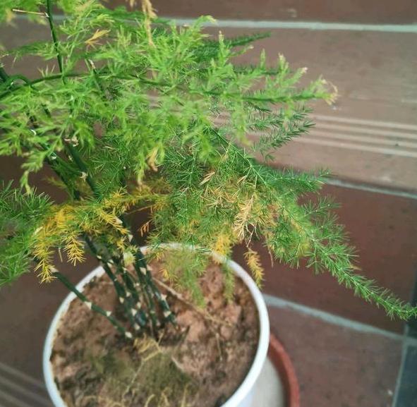 盆栽文竹、吊兰、发财树，枝叶过密招蚊虫该怎么办剪剪就变美