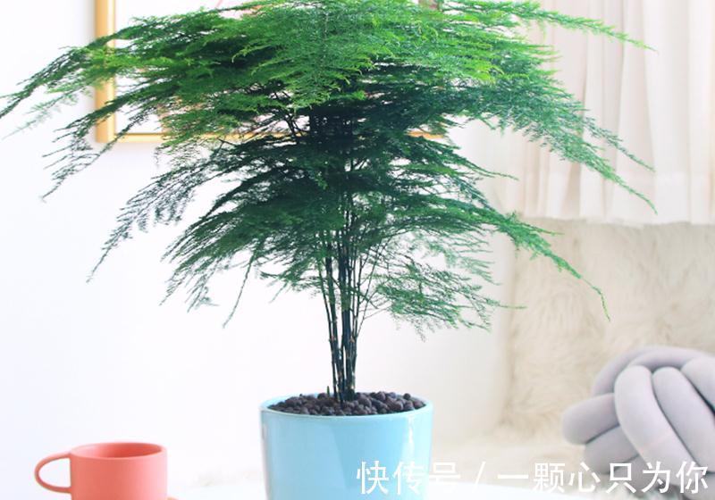 室内养一盆文竹，四季常青有活力