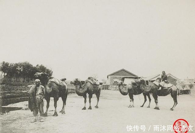 骡子|慈禧时代老照片:贵妇吸鸦片 骡子抬轿