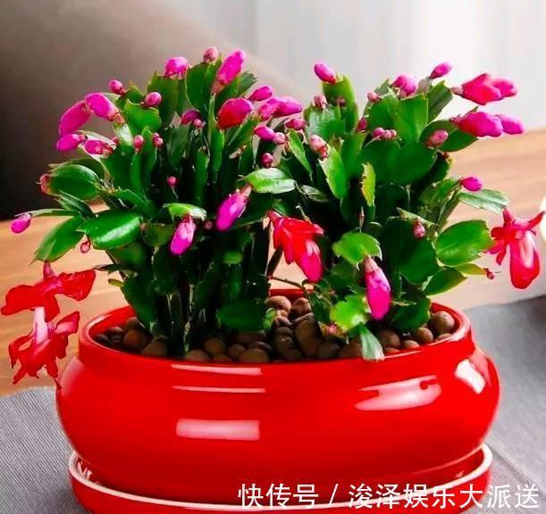 蟹爪兰一晒太阳就变样，叶片变成“松松垮垮”，这几点要注意