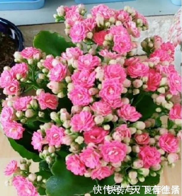 吉祥|家里要养4种花，开花吉祥又喜庆，比牡丹还美，年年开花美翻