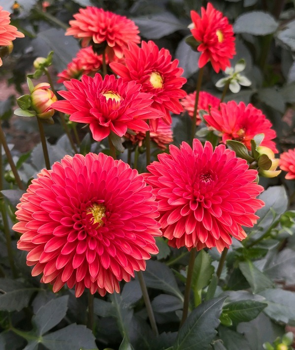 花朵|你见过比它们还红的花吗纯正的国旗红，艳丽夺目！