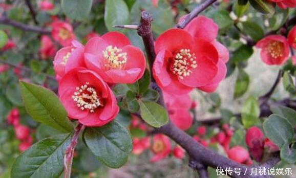 养盆“贴梗海棠”吧!花语平凡也热情,花色艳丽,居家首选