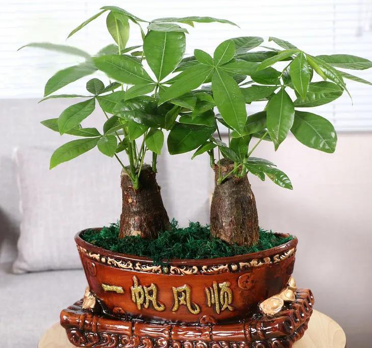 这些花卉很好养，没有阳光也能活，种到室内准没错，大气又美观