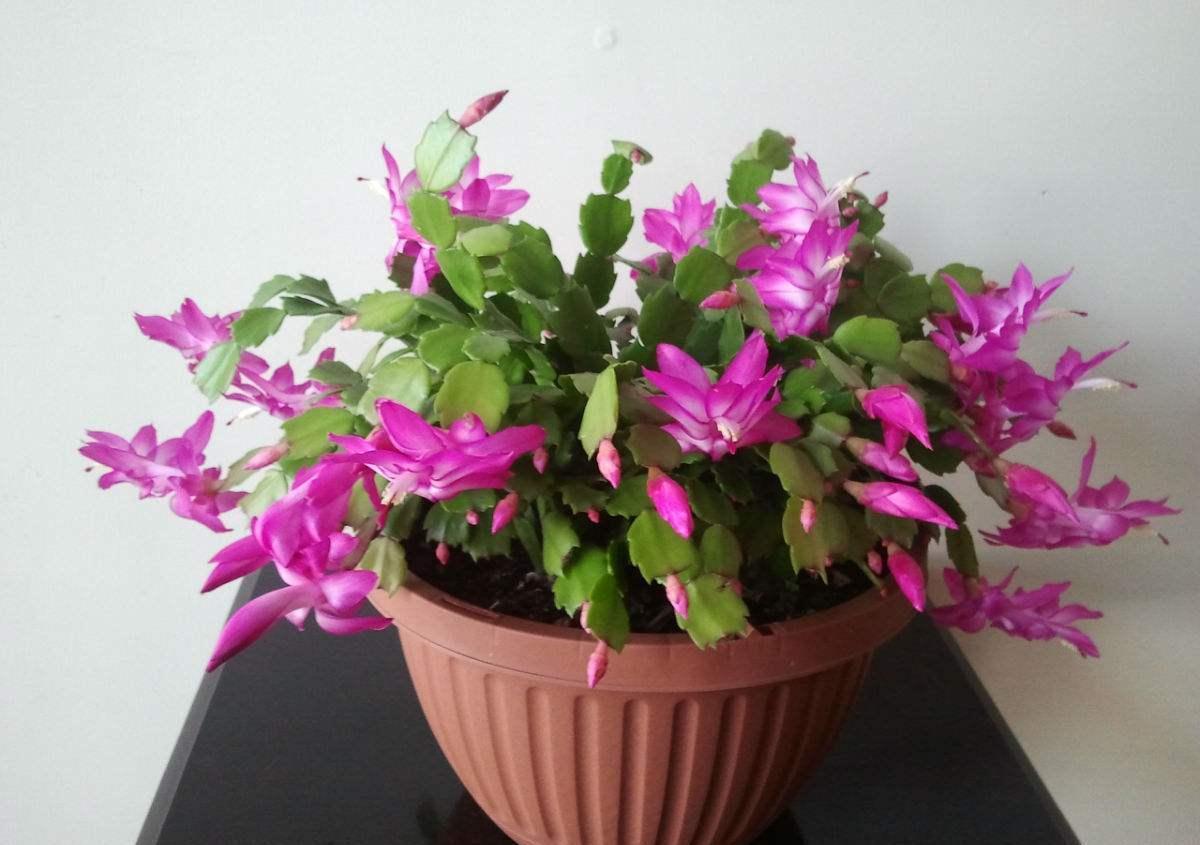 冬养蟹爪兰，做对这些，开花更漂亮