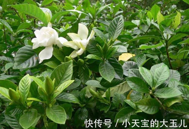 黄叶|12月以后,5种花不能“常浇水”,不然黄叶烂根难过冬,别大意