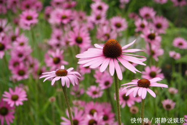 修剪|夏天养什么菊花不能少,颜色种类多,还可以治疗呼吸疾病的菊花