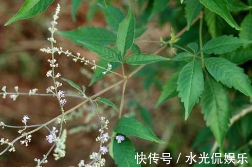 枕头|山上摘点这玩意塞枕头，比荞麦皮养生多了，一挨枕头就睡得香甜！