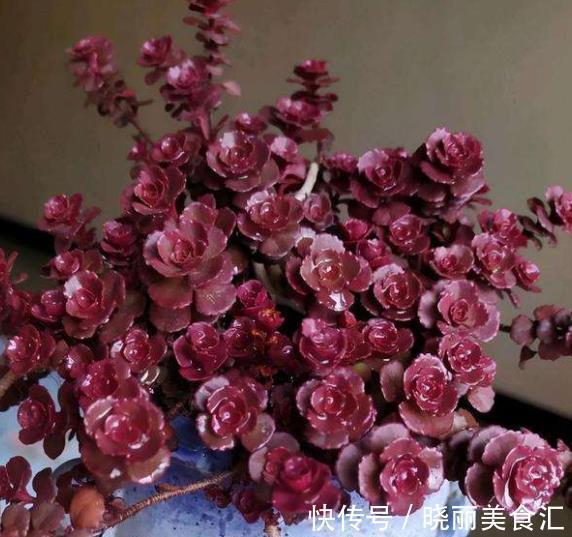 6种多肉爱爆崽，越晒颜色越靓丽，轻松爆盆，从花盆里“流出来”