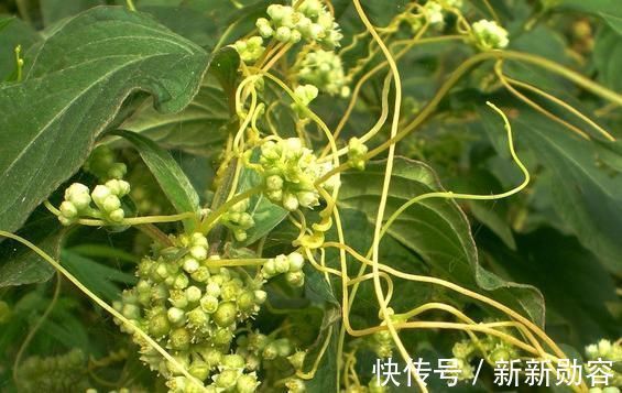 菟丝子|下面腰酸+上面耳鸣=肾虚推荐一味中药，效果令人不可思议