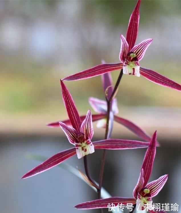正在消失的稀有兰花,古香古色,兰香浓郁,不养一定会后悔
