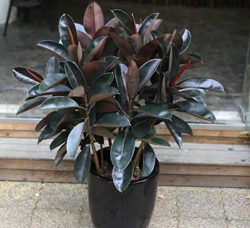 花卉|家里花太多养不过来?试试4种花,不用精心打理也能爆盆