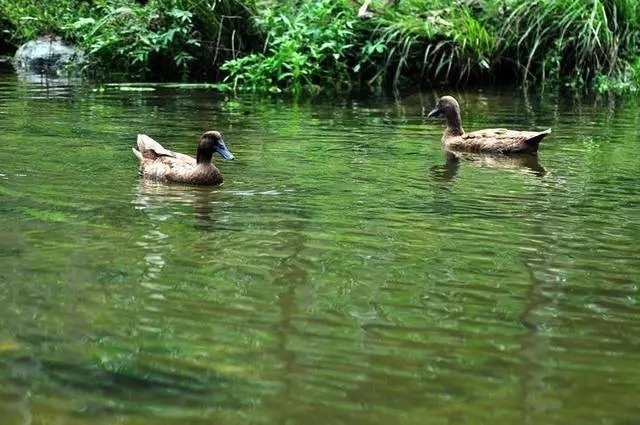 钓鱼人|为什么有鱼不吃钩呢?有的可以钓,有些不可以钓,建议好好学学!