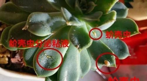 室内养花，频频招惹“蚧壳虫”，该怎么解决？消灭干净？