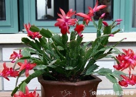 在水里加点它,养出来的绿萝君子兰疯长不断,叶片油亮有光泽