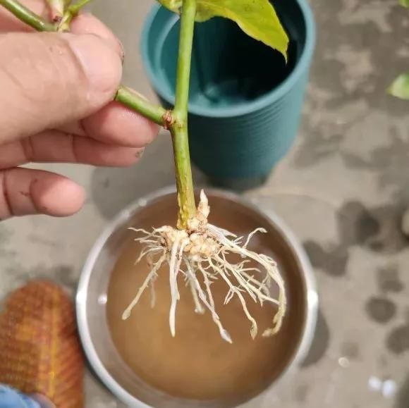 根壮|3种药片养花有“奇效”,浇水溶1片,叶绿根壮,比花肥厉害